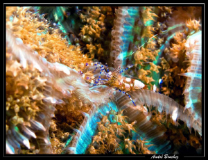 Petite crevette à Playa Del Carmen by André Bruchez 